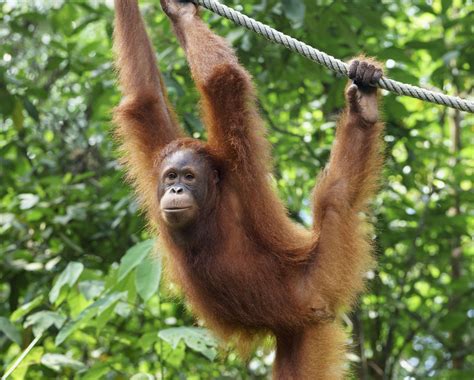 hur mycket vet du om orangutanger