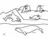 Coloring Mammals Ocean Pages Teacherspayteachers sketch template