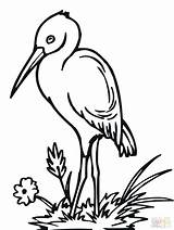 Stork Coloring Pages Getdrawings sketch template