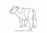 Calf Colouring Cow Pages Village Farm Animals Animal Cows Become Member Log Simple Activityvillage Activity Explore sketch template