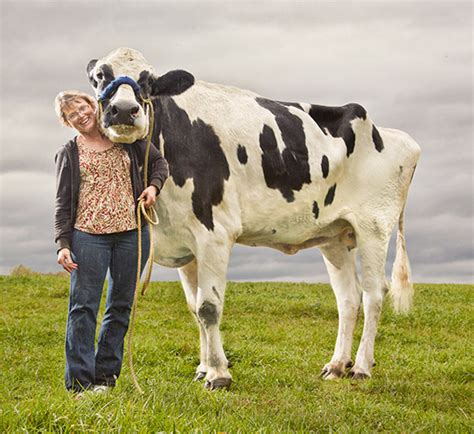 A Beautiful Tribute To The World S Tallest Cow Blosom
