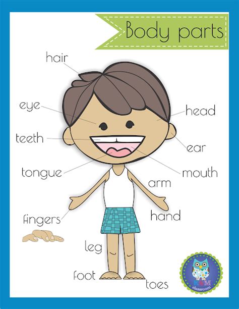 body parts poster