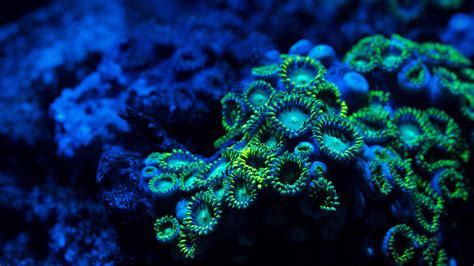 wallpaper coral   wallpaper  zoanthids underwater nature