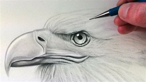 draw  eagle head youtube