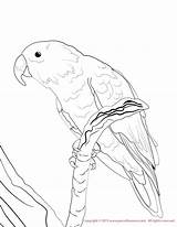Coloring Pages Conure Eclectus Male Print Color Cockatiel Printable Email Drawings Getcolorings 1275 49kb sketch template
