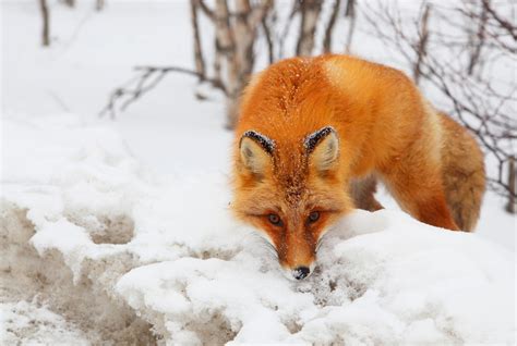 St Louis Red Fox Capture And Removal Programs