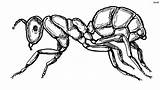 Ants Coloringsky sketch template