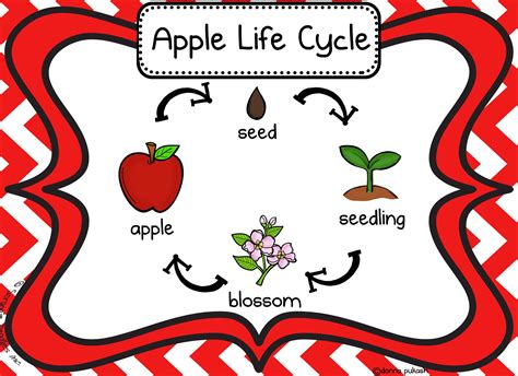 printable apple life cycle printable