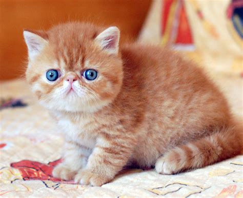 exotic shorthair kittens breed information  facts
