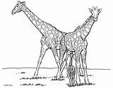 Ausdrucken Giraffen Pages Ausmalbilder Malvorlagen Kostenlos Drucken Ausmalen 1041 Forget Besuchen Ausmalbildervorlagen sketch template