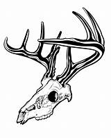 Deer Skull Drawing Head Outline Elk Whitetail Skulls Drawings Getdrawings Paintingvalley sketch template