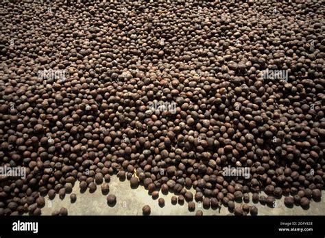 indonesian coffee farmer  res stock photography  images alamy