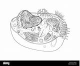Zelle Cellula Animale Tierische Diagramm Reticolo Endoplasmatico Pore Nuclear Rugoso Tierzelle sketch template