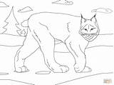Lynx Coloring Pages Canada Colouring Cute Drawing sketch template