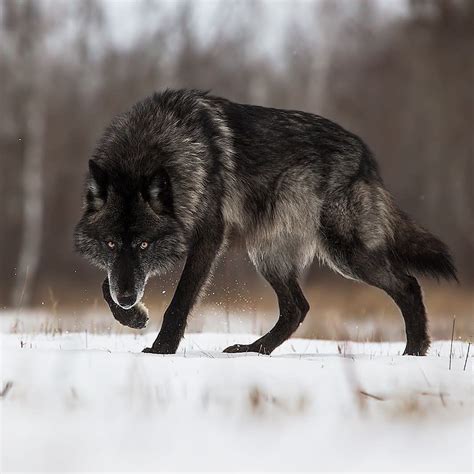 large black wolf   snow natureisfuckinglit