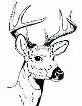 Whitetail Coloring Pages Buck Deer Color Printable Getcolorings sketch template