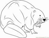 Beaver Coloring Eating European Pages Coloringpages101 Kids Printable sketch template