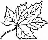 Sycamore Leaf Clipart Clip Clipartmag Outline sketch template
