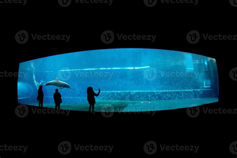 dolphin tank  aquarium  stock photo  vecteezy