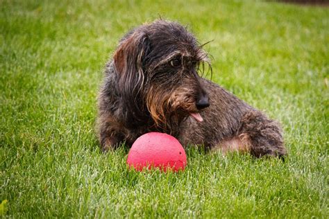 top  populairste hondenrassen  nederland tinkicom
