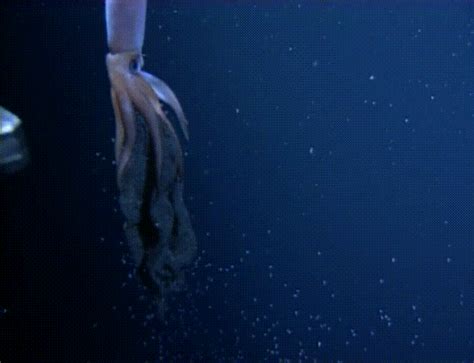 This Is Rare And Freaky Footage Of A Deep Sea Squid Giving