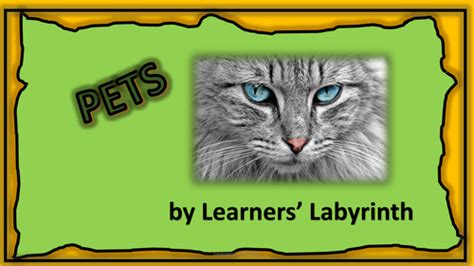 animals pets teaching resources