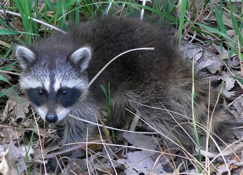 filecommon raccoon procyon lotor  northwest indianajpg wikipedia