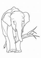 Colorare Elefanti Elefante Pianetabambini Disegno Versione Singolarmente sketch template