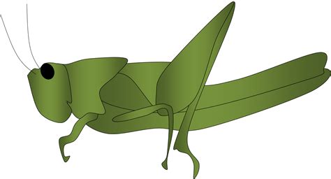 grasshopper clipart 4 4 wikiclipart