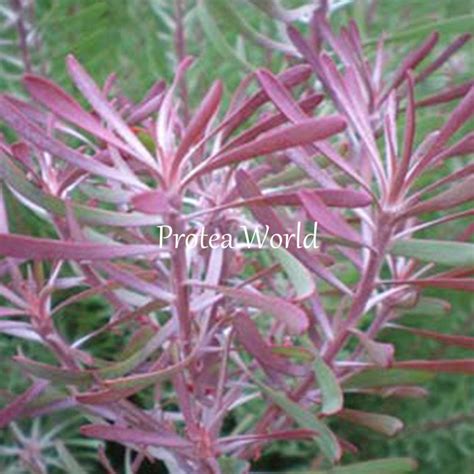 protea world protea plants online and nursery purple haze protea world