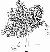 Coloring Fall Tree Wecoloringpage sketch template