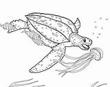 Tortuga Leatherback Loggerhead Medusa Laúd Tortugas Cazando Realista sketch template
