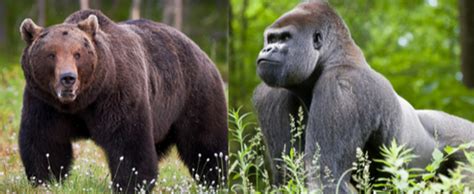Gorilla Vs Bear Poll