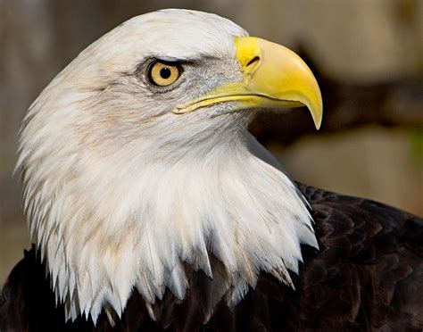 eagle power photograph  william jobes fine art america