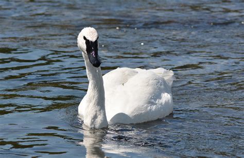 images nature white river wildlife beak natural fauna