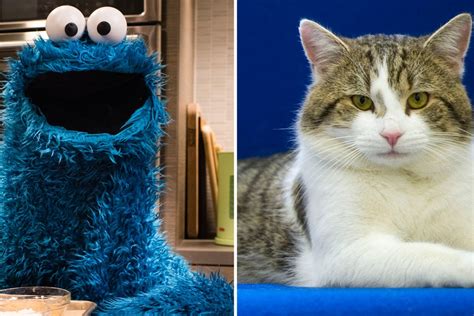 a photo of a cat in a cookie monster costume was sent out