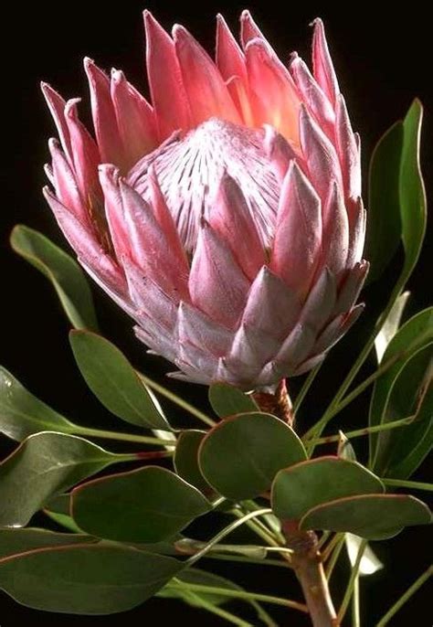 stunning proteas decoratoo protea flower south african flowers