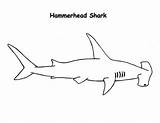 Shark Hammerhead Coloring Drawing Realistic Drawings Sharks Pages Kids Easy Color Kidsplaycolor Designlooter Choose Board sketch template
