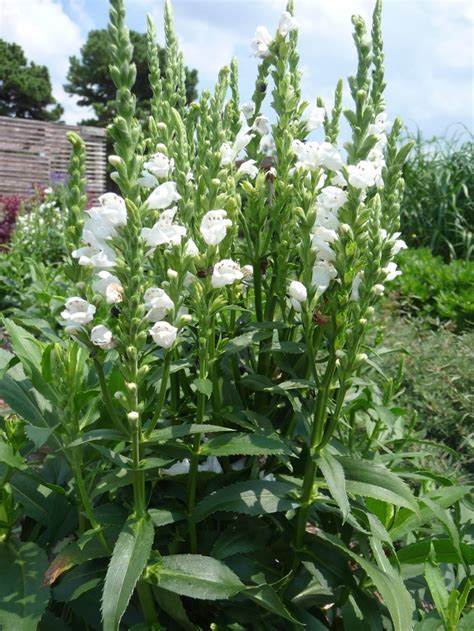 physostegia virginiana crystal peak white obedient plant eberts