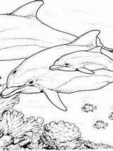 Dolfijn Volwassenen Moeilijk Moeilijke Dieren Omnilabo Dolfijnen Baisan Downloaden sketch template