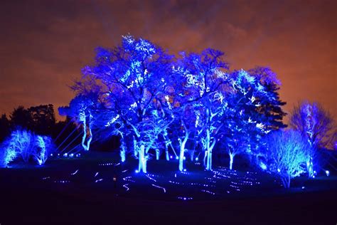 holiday tree light show illumination  morton arboretum youtube