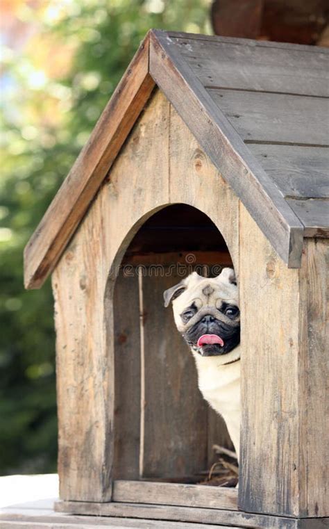 funny pug dog   dog house stock image image  bone character