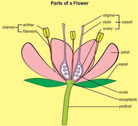 male  female flower parts  flowers kids growing strong   unisexual