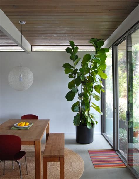 tall house plants  indoor   recommended  homesfeed