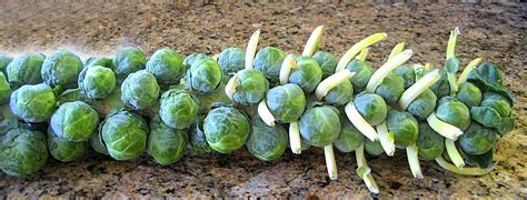 How To Harvest Brussels Sprouts Blog Growjoy