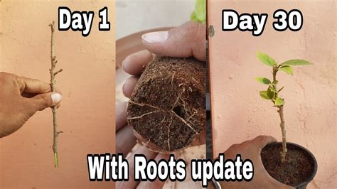 grow hibiscus  cutting  roots update   propagate