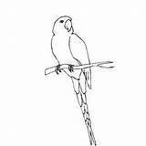 Conure Branch Coloring Printable Birds sketch template