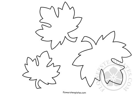 maple leaf coloring page flowers templates