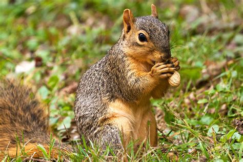 squirrel eating  peanut photograph  james marvin phelps fine art