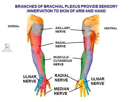 median nerve  innervation   relief median nerve